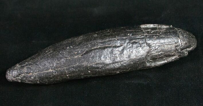 Fossil Sperm Whale Tooth #10087